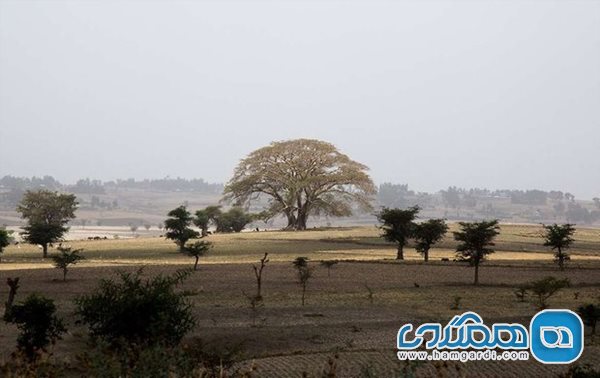 جشن ایریچا