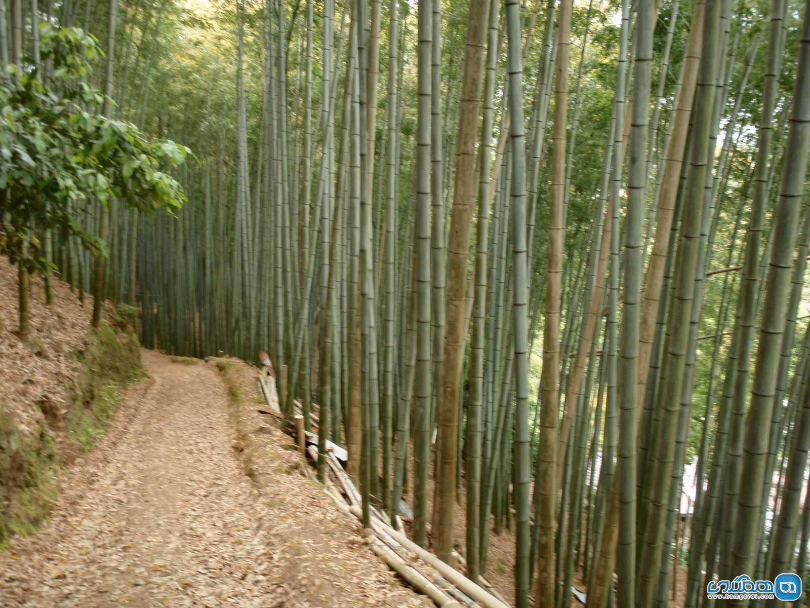 مسیر کیوتو ایشو Kyoto Isshu Trail