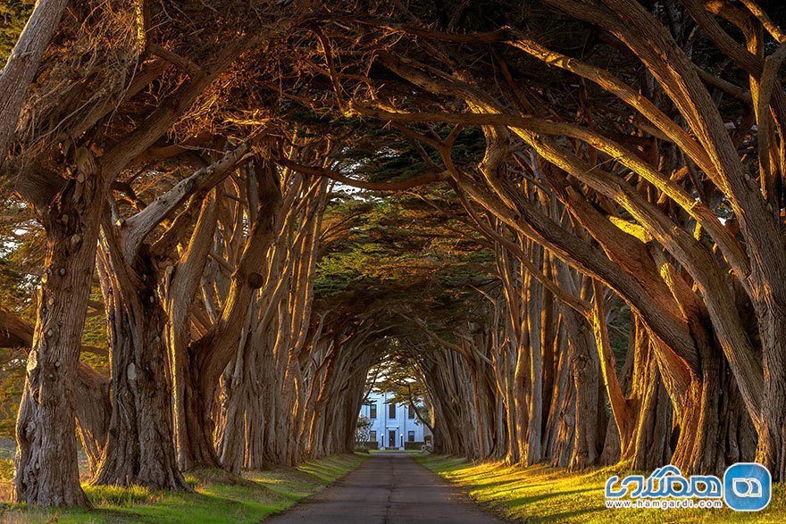 تونل درختی سایپرس Cypress در کالیفرنیا