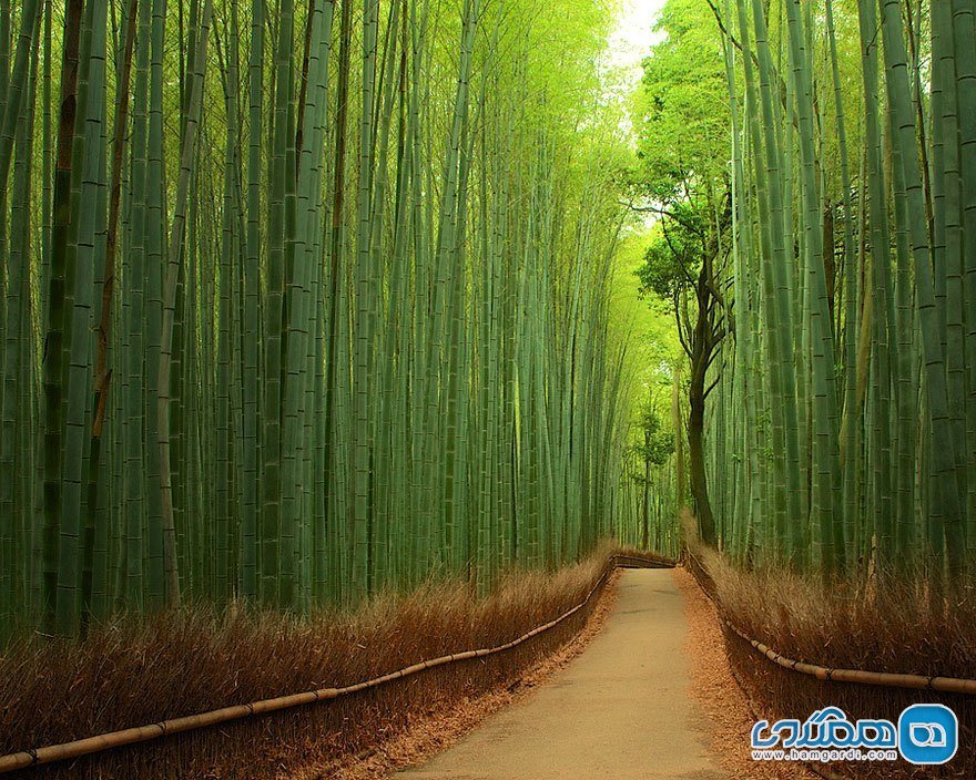 جنگل بامبوی ساگانو Sagano Bamboo Forest در کیوتوی ژاپن