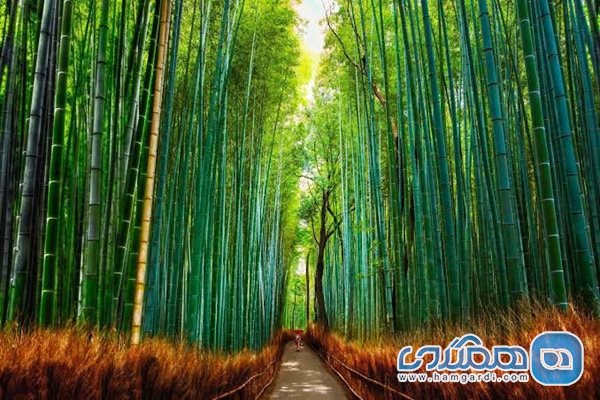 جنگل بامبو 