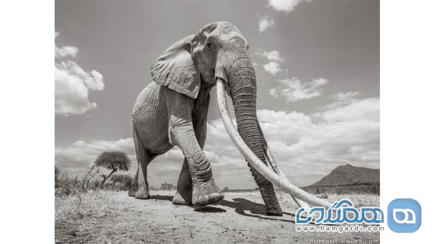تصاویر ملکه فیل ها