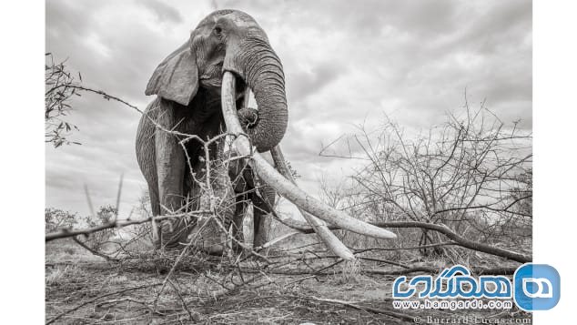 تصاویر الهام بخش از ملکه فیل ها