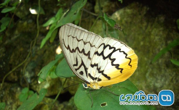 دیدن پروانه های زیبای پارک پروانه های کوالالامپور