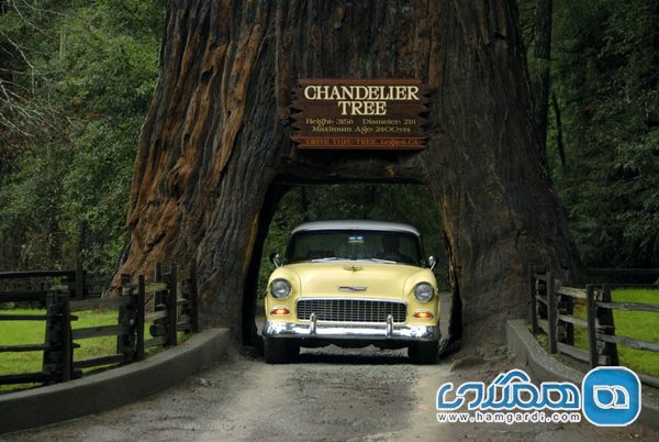 پارک درخت های تونلی Drive-Thru Tree Park در کالیفرنیا