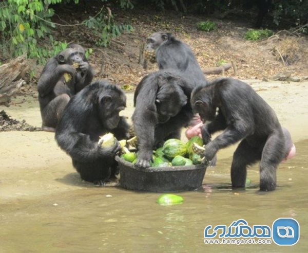 جزیره میمون ها در کشور لیبریا