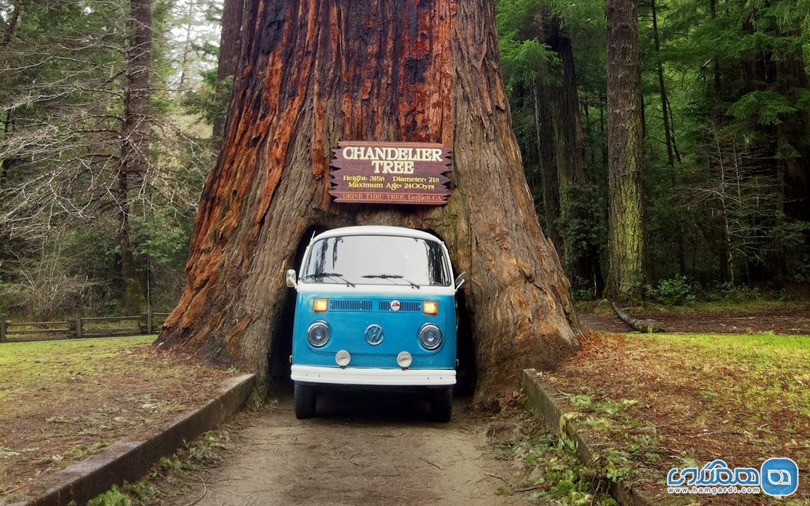 پارک های ملی و ایالتی ردوود Redwood National and State Parks در کالیفرنیا
