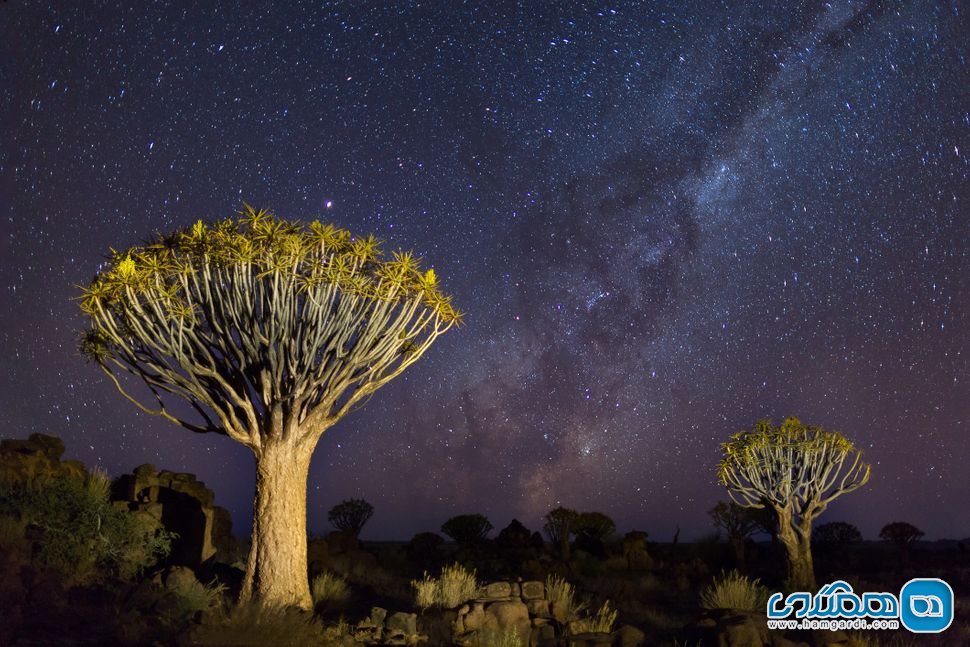 درخت تیردان در نامیبیای جنوبی