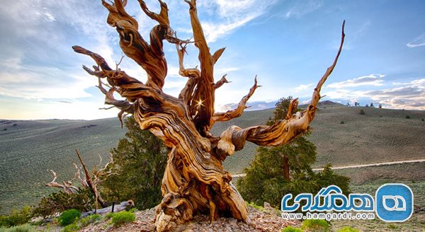 آیا پیرترین درخت جهان، ماموت ها را دیده است؟