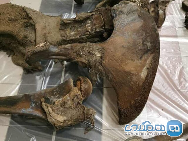 اعلام کشف بقایای ماموت ۱۰هزارساله در روسیه