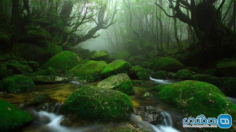 یاکوشیما Yakushima در ژاپن