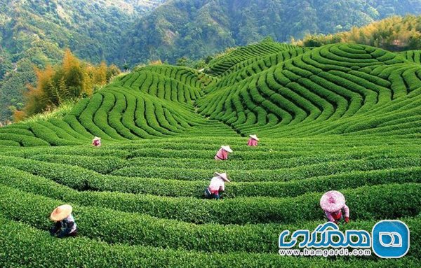 مزارع چای در چین. گردشگران در فروشگاه های محلی نزدیک به این مزارع، روش تهیه چای را به شیوه چینی یاد می گیرند
