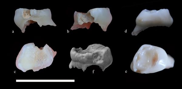 کشف دندان کودک انسان نئاندرتال در غار قلعه کرد