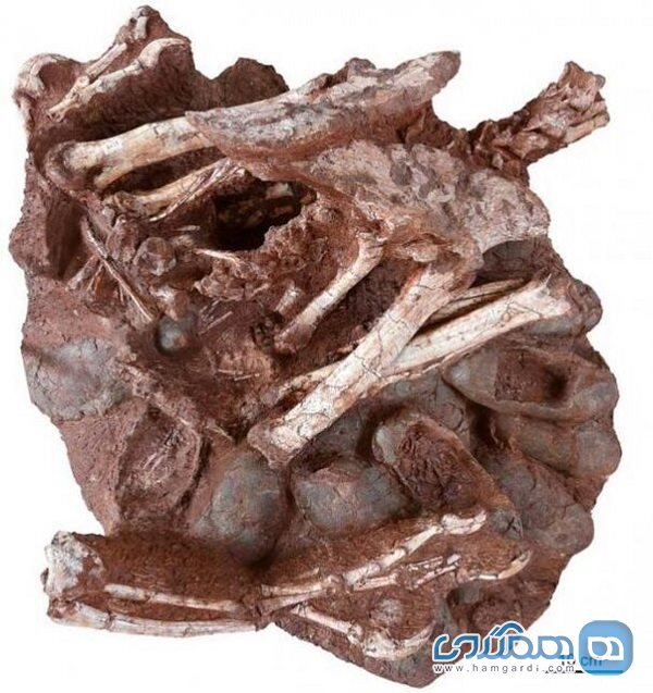 بقایای یک دایناسور و تخم های فسیل شده کشف شدند