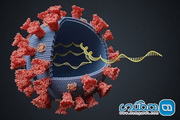 ترفندهای تازه ویروس کرونا برای فریب دادن سیستم ایمنی بدن
