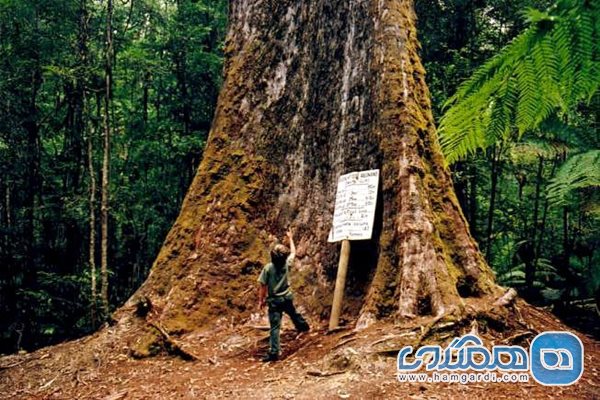 فعال ترين درخت فضای مجازی در استراليا
