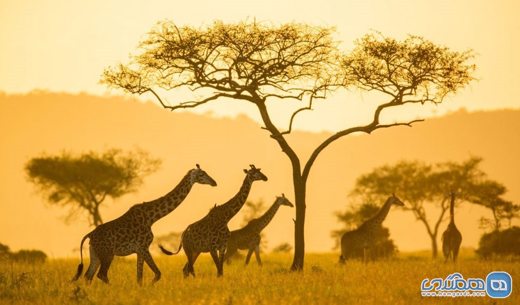 تورهای سافاری دوستدار محیط زیست در سفر به قاره آفریقا