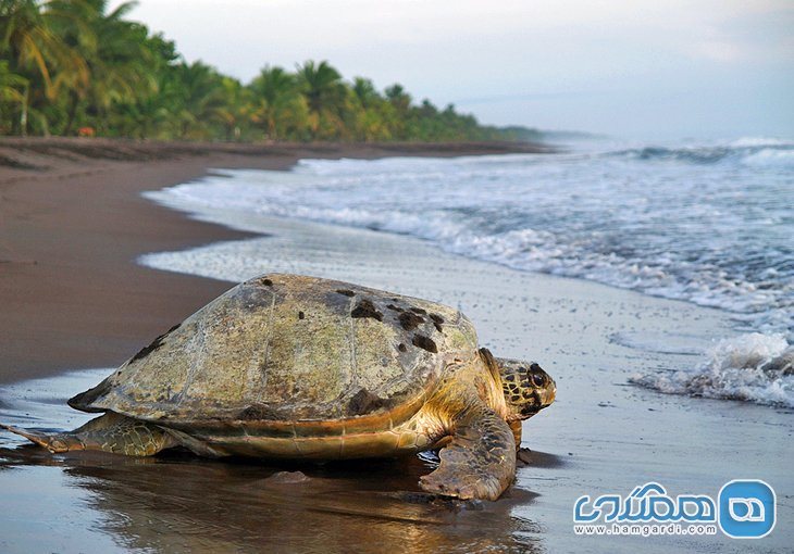 پارک ملی تورتوگوئرو Tortuguero National Park