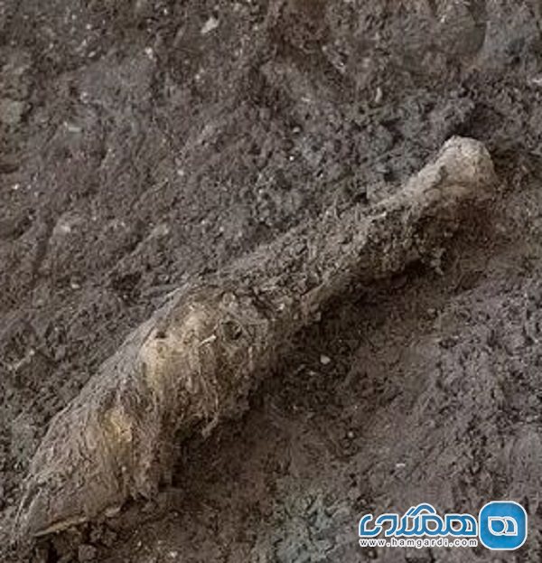 نتیجه بررسی بقایای 1600 ساله یک گوسفند در معدن نمک زنجان منتتشر شد
