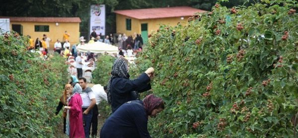 پنج مزرعه گردشگری کشاورزی در مناطق روستایی گنبدکاووس راه اندازی خواهند شد