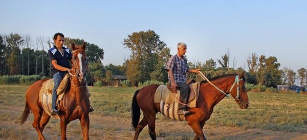 اسب ترکمن با همکاری ایران و ترکمنستان ثبت جهانی می شود