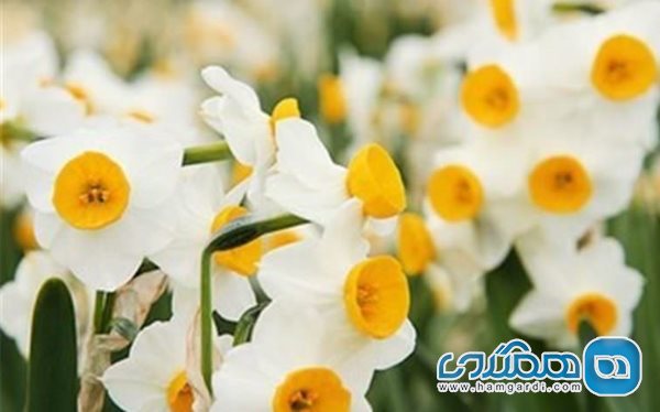 جشنواره گل نرگس سمنان برگزار می شود