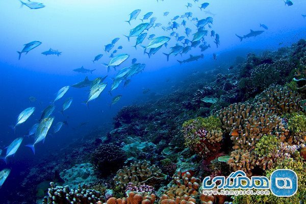 سران گردشگری جهان خواستار اقدام فوری برای حفاظت از اقیانوس ها شدند