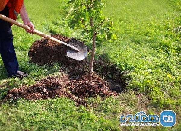 برگزاری آیین سراسری درختکاری در پایگاه ها و موزه ها و اماکن تاریخی