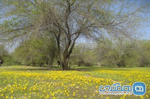 پارک جنگلی عامری یکی از تفرجگاه های دیلم به شمار می رود