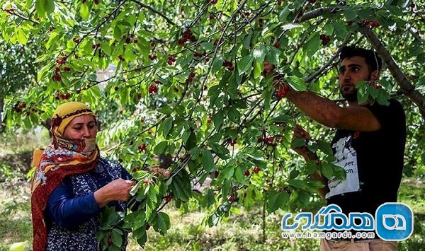تصویب 4 طرح گردشگری کشاورزی در آذربایجان شرقی