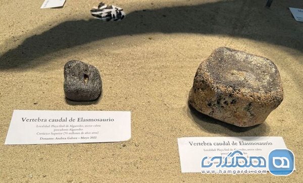 گروهی از مردم در یکی از سواحل شیلی فسیل های چند میلیون ساله را کشف کردند