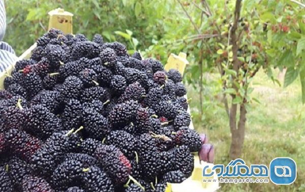 سومین جشنواره شاتوت و نمایشگاه محصولات محلی تولیدی بانوان در روستای سولقان برگزار می شود
