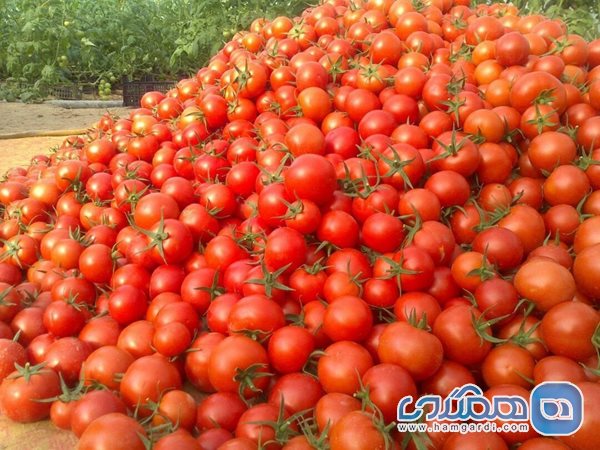 داستان ورود گوجه فرنگی به ایران