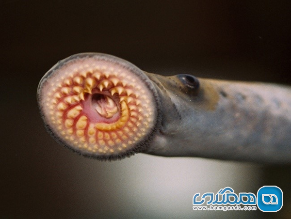 دهان گرد ماهی با قدمت 360 میلیون سال