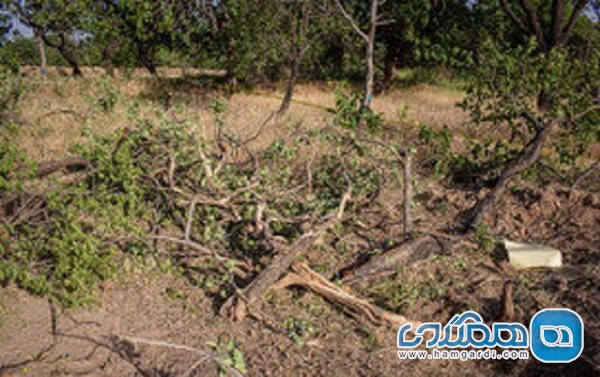 چند پرسش و پیشنهاد پس از قطع بیش از یکصد درخت کهنسال در باغستان سنتی قزوین