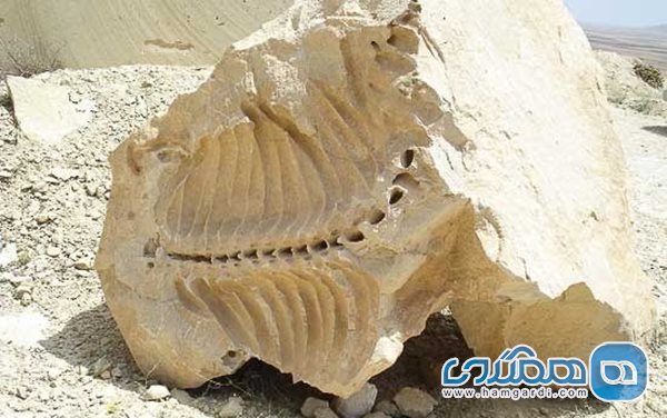 فسیل های 20 میلیون ساله شیرین سو جاذبه گردشگری بی نظیری است