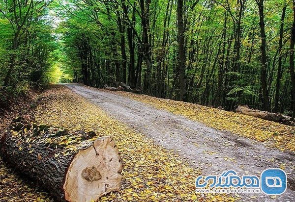 جنگل دشت شاد یکی از جاذبه های طبیعی استان سمنان به شمار می رود