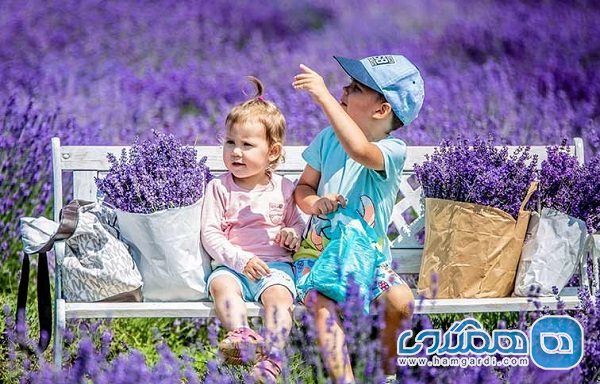 فستیوال گل اسطوخودوس یکی از فستیوال های معروف مجارستان به شمار می رود