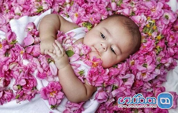 نگاهی به دو آیین تیغ داغ و گل غلتان