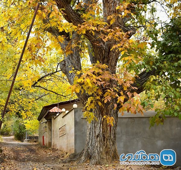 روستایی در استان مرکزی که به دهکده پزشکان معروف شده است