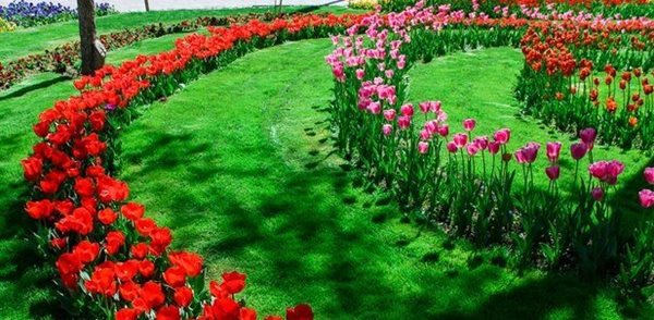 عملیات کاشت بیش از 200 هزار پیاز لاله در باغ گلهای پارک شهید چمران کرج شروع شد
