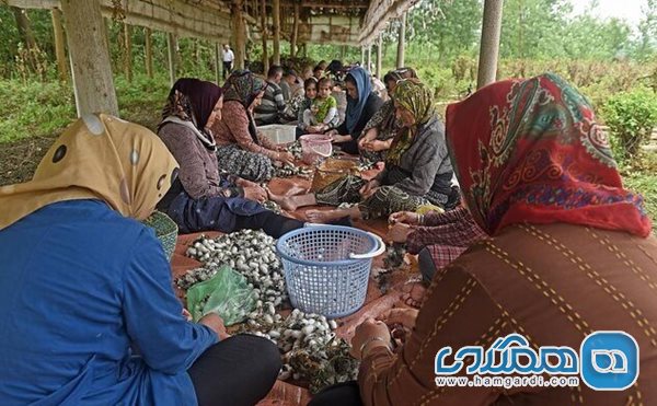 پرونده پرورش کرم ابریشم و تولید سنتی ابریشم برای بافندگی به نام ایران و شش کشور دیگر ثبت جهانی شد