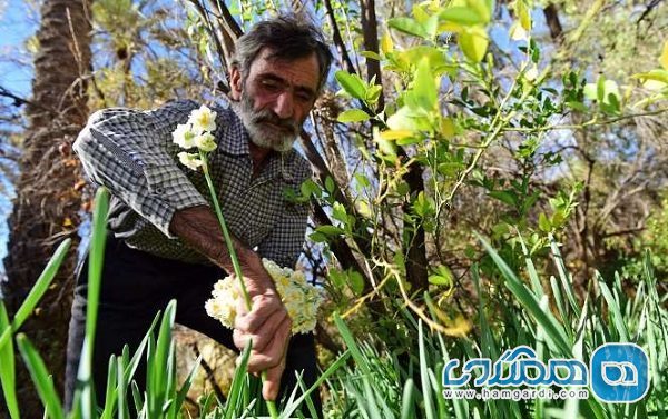 سفری زمستانی به بهار نرگس زارهای استان فارس