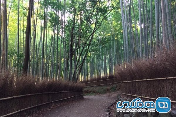 جنگل بامبو در آراشیاما