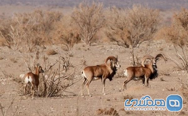 پناهگاه حیات وحش شیر احمد یکی از دیدنی های خراسان رضوی به شمار می رود