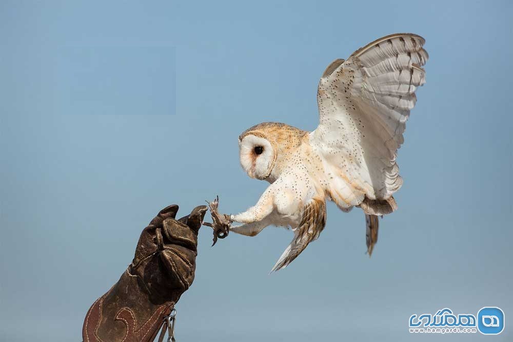 جغد انبار Barn Owl