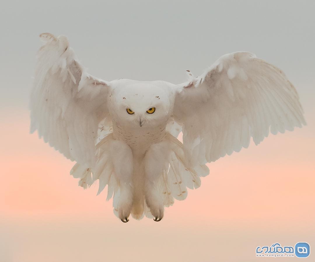 جغد برفی Snowy Owl