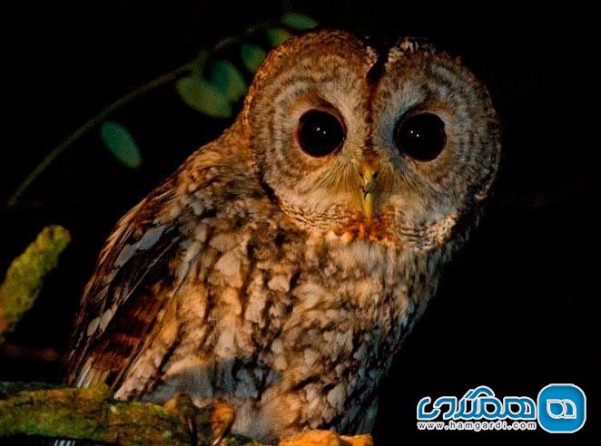 جغد جنگلی Tawny Owl