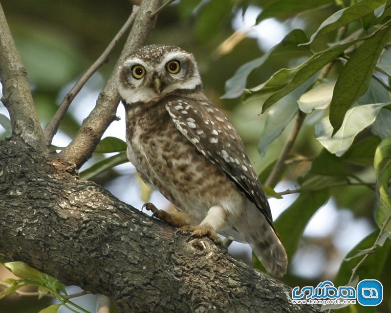 جغد کوچک جنوبی Spotted Little Owl