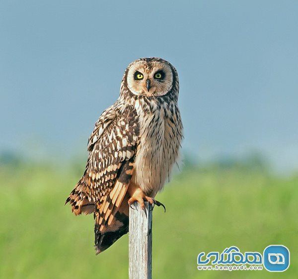 جغد تالابی Short-eared Owl